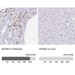 MiRP1 Antibody, Novus Biologicals 0.1mL; Unlabeled:Antibodies, Polyclonal
